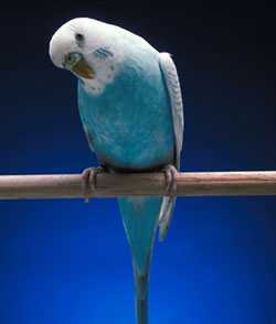 Bird on a perch