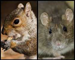 Image of squirrel and rat. 