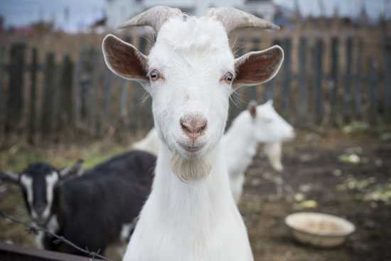 Image of a goat. 