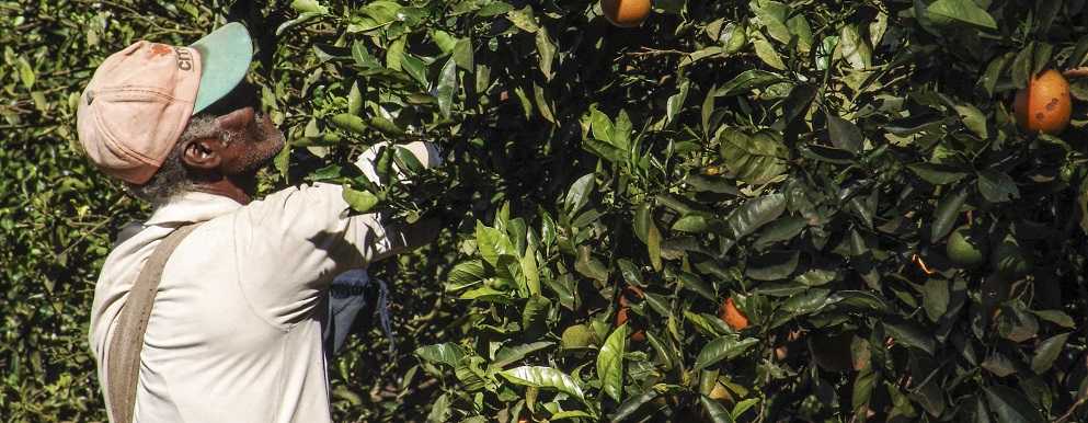 Image of a citrus harvester