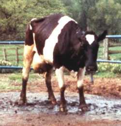 Cattle such as the one pictured here, which are affected by BSE experience progressive degeneration of the nervous system.