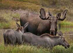 Herd of elk. 