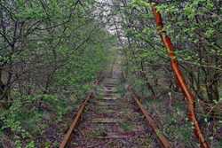 Photo of abandoned railroad tracks overgrown with shrubs