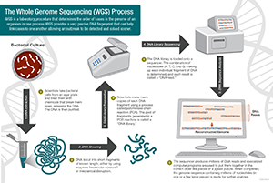 illustration on how whole genome sequencing works
