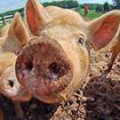 Pig snout picture for Washington success story