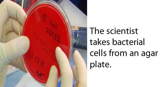 The scientist takes bacterial cells from an agar plate.