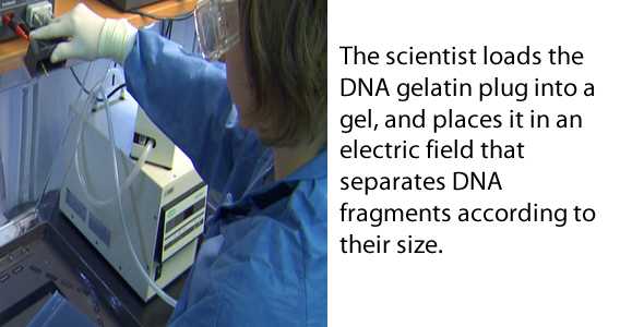 The scientist loads the DNA gelatin plug into a gel, and places it in an electric field that separates DNA fragments according to their size.