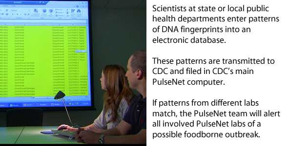 Scientists at state or local public health departments enter patterns of the DNA fingerprints into an electronic database. These patterns are transmitted to CDC, where they are filed in the main PulseNet computer. If patterns from different labs match, the PulseNet team will alert all involved PulseNet Labs of a possible foodborne outbreak