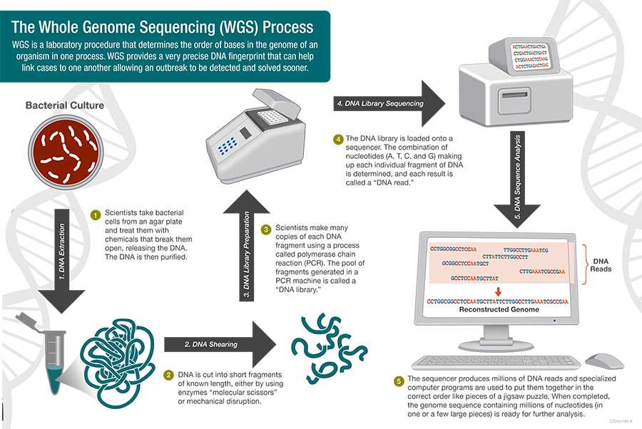 	Whole Genome Sequencing Process - WGS is a laboratory procedure that determines the order of bases in the genome of an organism in one process. WGS provides a very precise DNS fingerprint that can help link cases to one another allowing an outbreak to be detected and solved sooner.