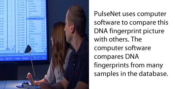 PulseNet uses computer software to compare this DNA fingerprint picture with others. The computer software compares DNA fingerprints from many samples in the database.