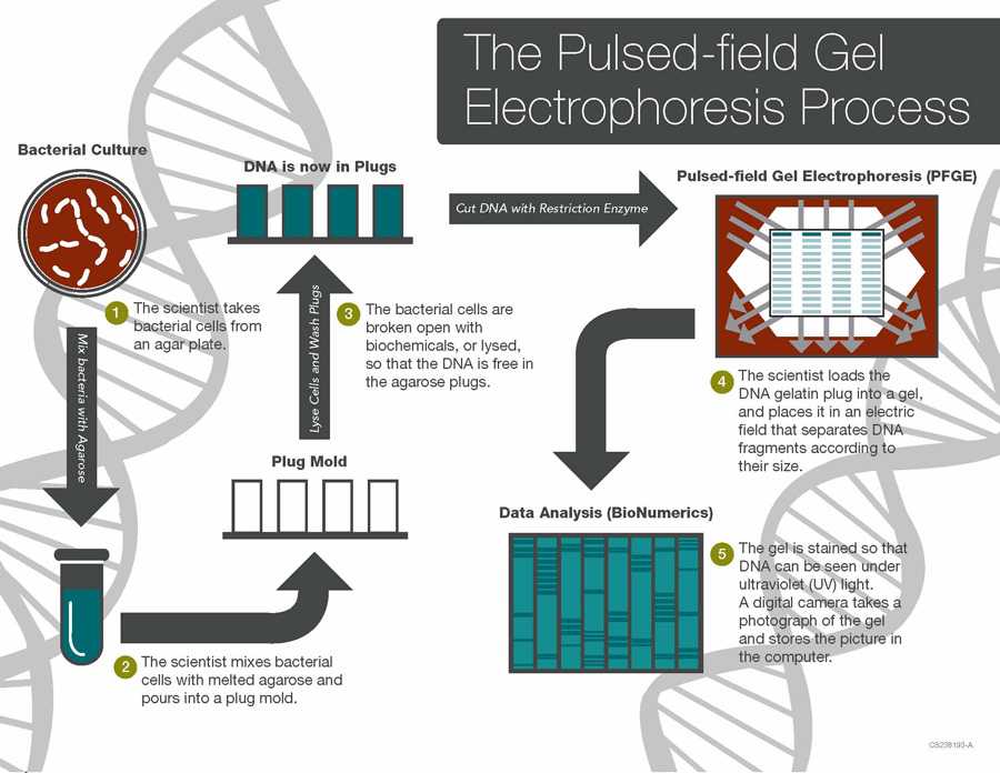 	The Pulsed-field Gel Electrophoresis Process: (1)The scientist takes bacterial cells from an agar plate; (2)the scientist mixes bacterial cells with melted agarose before DNA is extracted from them; (3)the scientist loads the DNA gelatin plug into a gel, and (4)the gel is stained so that DNA can be seen under UV light.