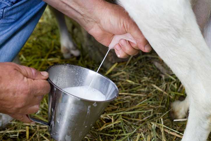 Person milking a goat
