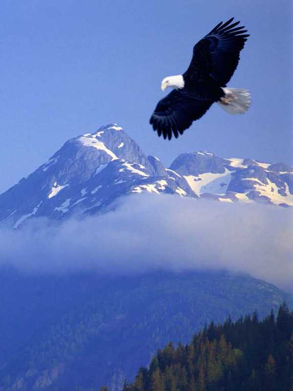Eagle soaring with mountains and forests in the distance