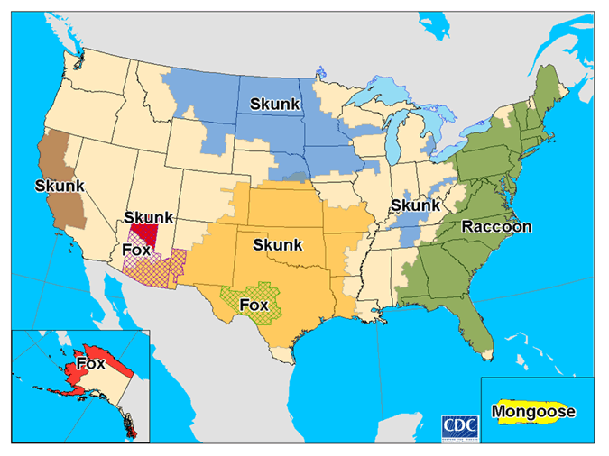 Map of terrestrial rabies reservoirs in the United States during 2008