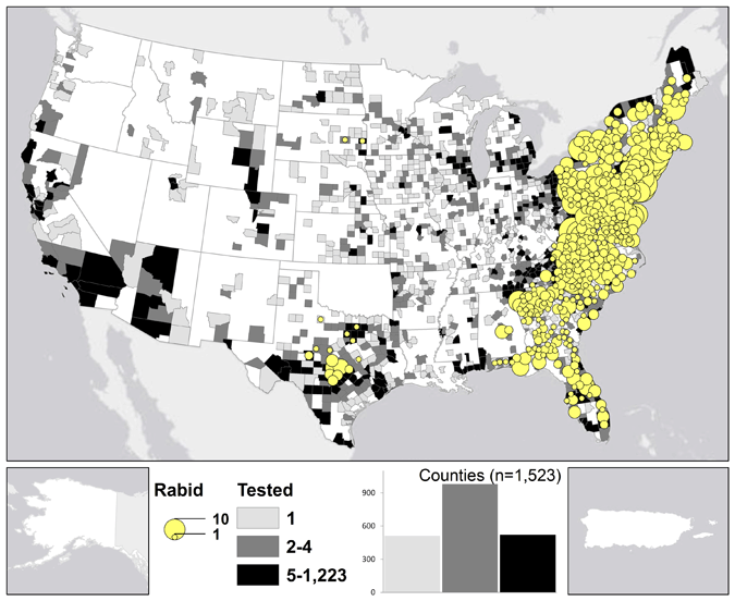 A map of rabid raccoons reported in the United States during 2011.