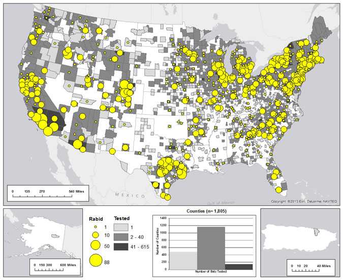 Map of rabid bats reported in the United States during 2012. Cases are broadly distributed throughout the United States.