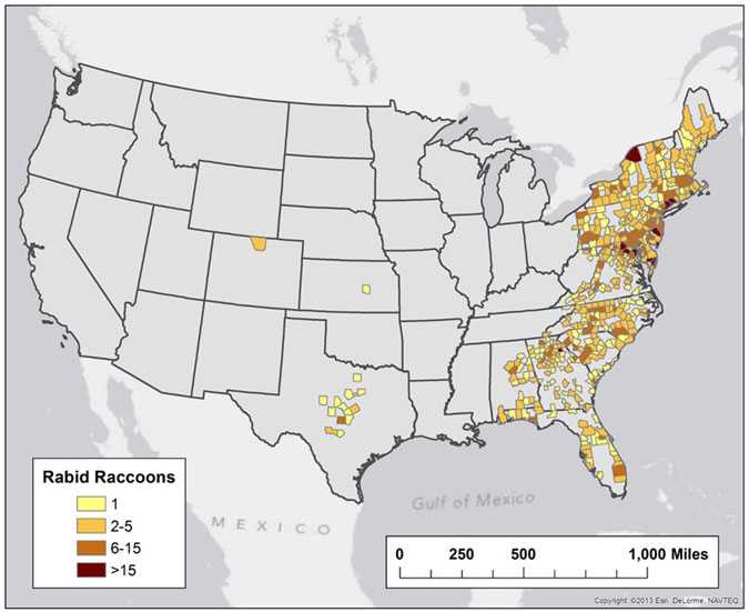 Map of rabid raccoons reported in the United States during 2013