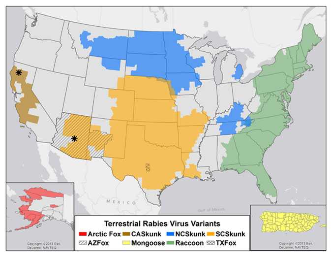 Map of terrestrial rabies reservoirs in the United States during 2013.