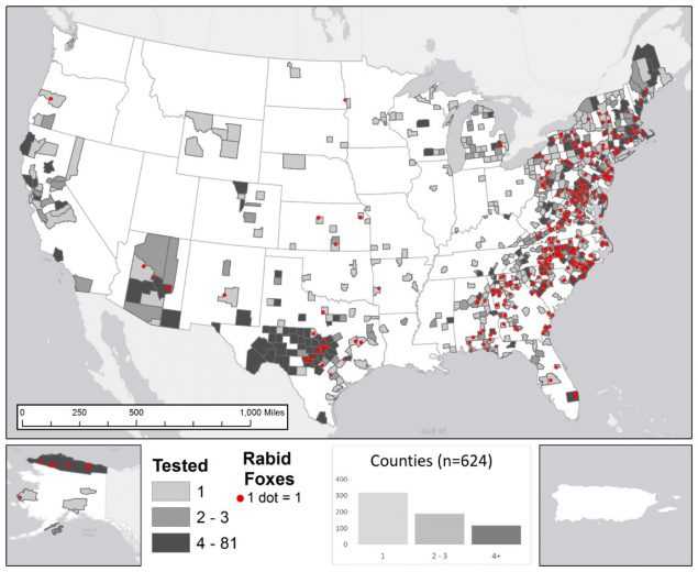The figure shows a map of the United States with highlighted counties where rabid foxes were tested during 2015. Histogram represents number of counties in each category (light grey for 1 tested animal; medium grey for 2 – 3 tested animals; and dark grey for 4 - 81 tested animals) for total number of foxes submitted for rabies testing. Point locations (red dots) for rabid foxes were randomly selected within each reporting jurisdiction. The majority of cases occurred in eastern United States. The total number of reported cases involving foxes in 2015 was 325, representing 5.9 percent of all rabies cases in the United States.