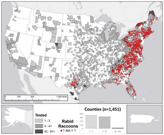 The figure shows a map of the United States with highlighted counties where rabid raccoons were tested during 2015. Histogram represents number of counties in each category (light grey for 1-2 tested animals; medium grey for 3-41 tested animals; and dark grey for 42-811 tested animals) for total number of raccoons submitted for rabies testing. Point locations (red dots) for rabid raccoons were randomly selected within each reporting jurisdiction. The majority of cases occurred in the eastern United States. A few cases were also reported in central Texas. The total number of reported cases involving raccoons in 2015 was 1,611, representing 29.4 percent of all wildlife rabies cases in the United States.