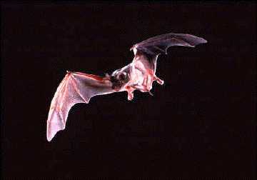 Mexican free-tailed bat flying in the air