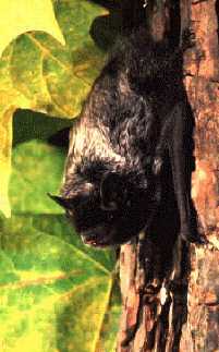 Silver-haired bat roosting on tree bark