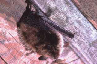 brown bat roosting in a barn