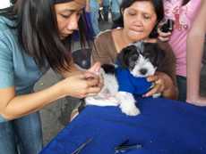 woman vaccinating a puppy against rabies