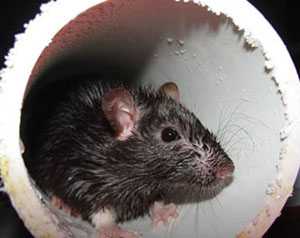 rat inside PVC piping
