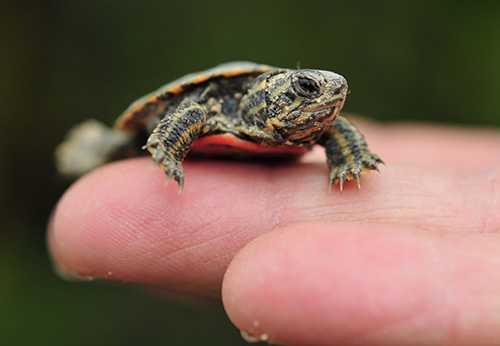Photo of a small turtle resting on a person's finger.