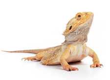 image of a bearded dragon