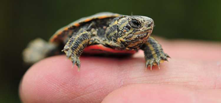 Photo of a small turtle on a person's finger.