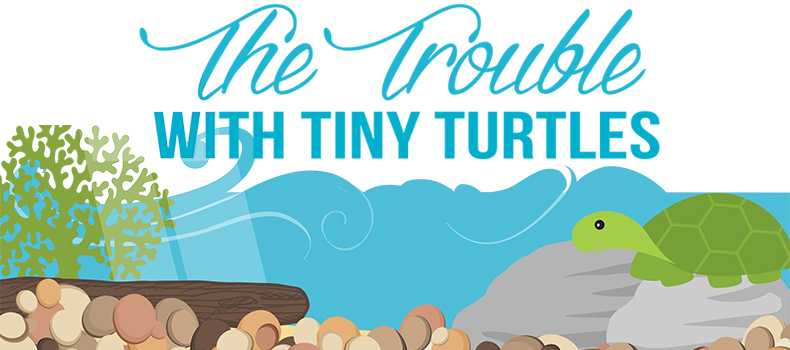Trouble with Tiny Turtles 