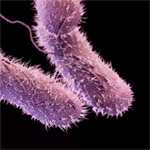 	three drug-resistant non-typhoidal Salmonella bacteria