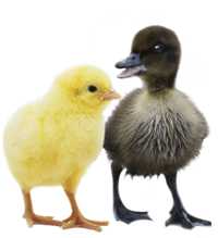 Image of duckling and a chick.