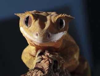 Image of a crested gecko.
