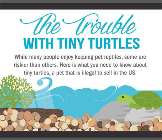 Trouble with Tiny Turtles