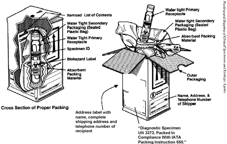 proper packing and labeling of the secondary container for shipping of diagnostic specimens - image of above instructions