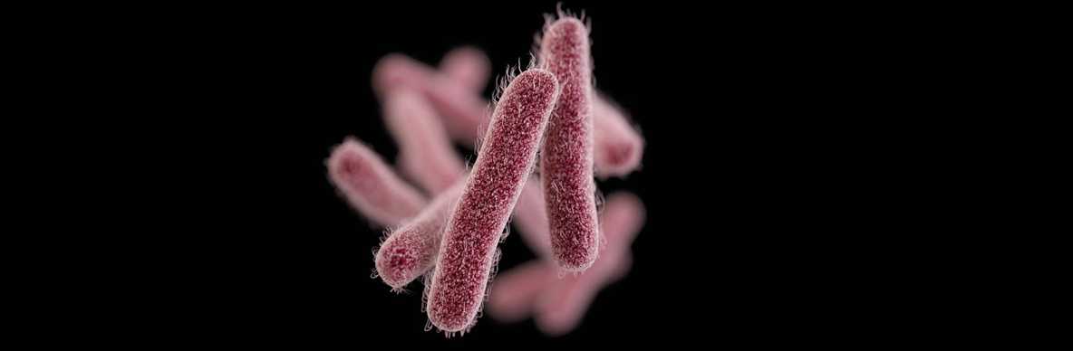 Rod-shaped, drug-resistant Shigella bacteria