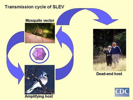 Transmission Cycle of SLEV