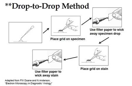 Figure 1: Drop-to-Drop Method illustration outlined in section 2.B, for previously fixed specimens.