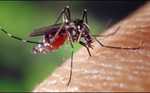 Photo: Mosquito