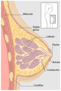 Diagrama con las áreas de la mama (la vista de sección transversal)