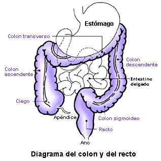 Diagrama del colon