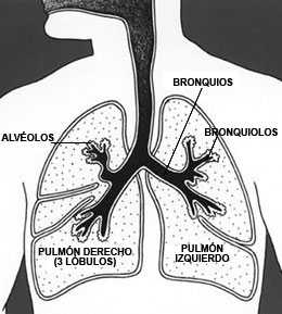 Ilustración del sistema respiratorio con un diagrama de los pulmones, bronquios, traquea, laringe, faringe y cavudad nasal.