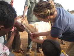 Epidemióloga le saca una muestra de sangre a una cabra.