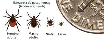 Garrapata de patas negras (Ixodes scapularis), Hembra adulta, Macho adulto, Ninfa, Larva