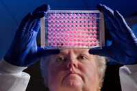 Científica examinando una placa microtituladora