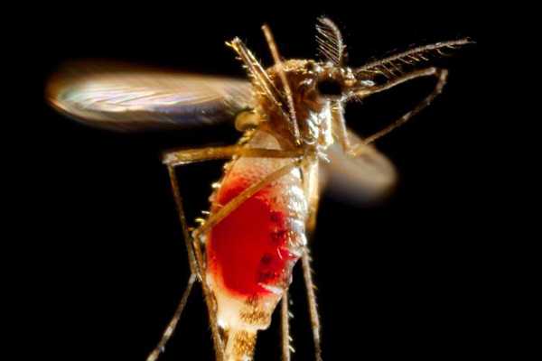 Un mosquito hembra de la especie <em>Aedes aegypti</em> sale volando desde la superficie de la piel de su huésped. Foto: James Gathany.