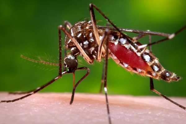 Mosquito hembra de la especie <em>Aedes aegypti</em> mientras se alimenta de la sangre de un huésped humano. Foto: James Gathany.